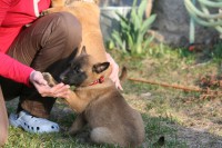 /album/fotogalerie-axis-nieder-bohemia1/ax-6-tydnu-jpg/